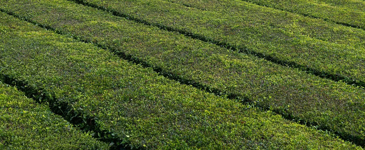 Parallel rows of green tea plants covering a hillside at Gorreana.