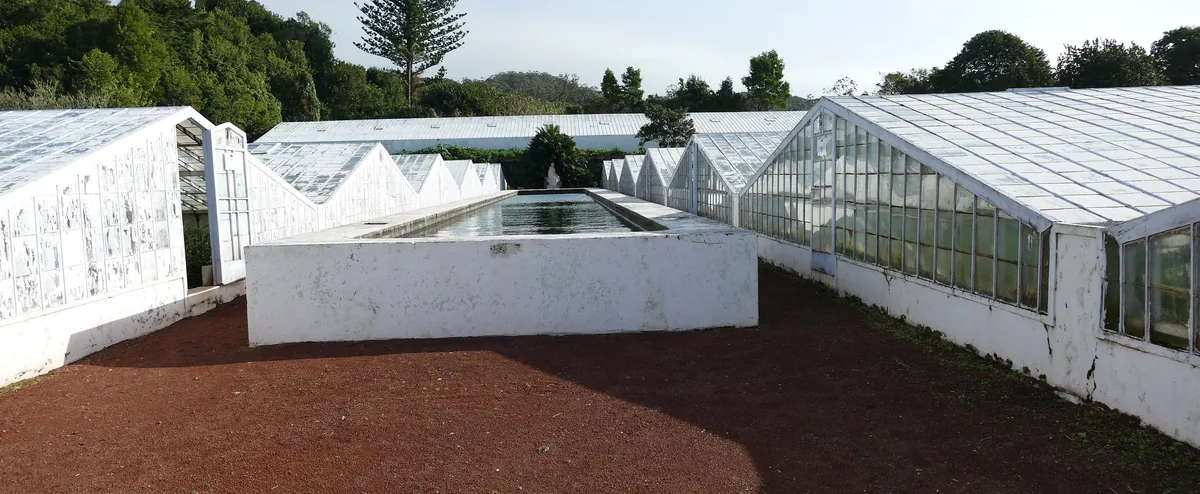 White pineapple glasshouses and paths at Augusto Arruda’s plantation.