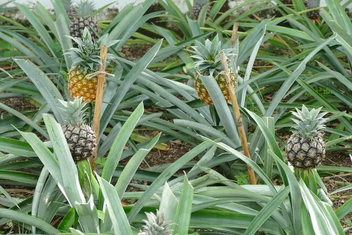 A pineapple growing among long green leaves at Arruda Plantation.