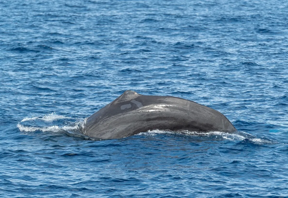The back of a sperm whale breaking the blue water off São Miguel.