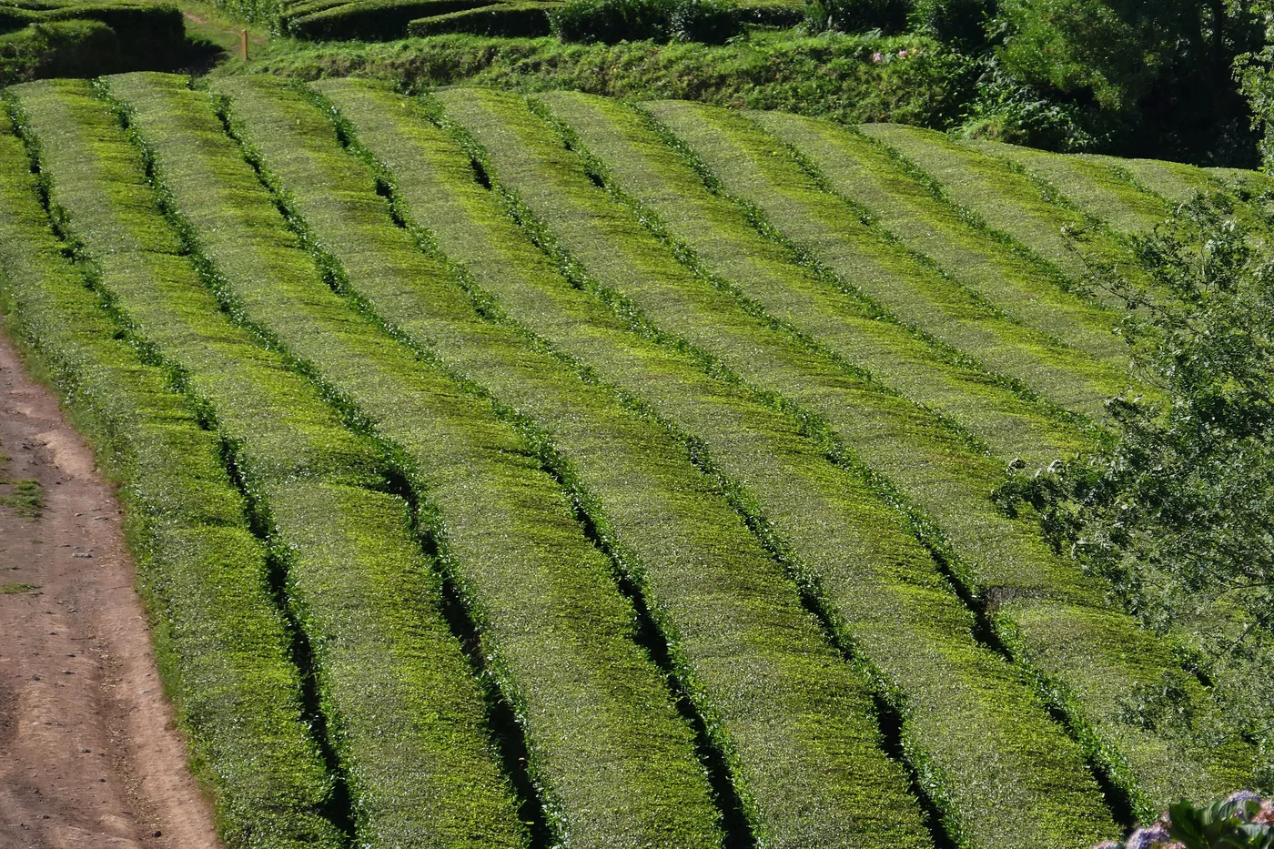 Rows of tea bushes on a green hillside at Gorreana.